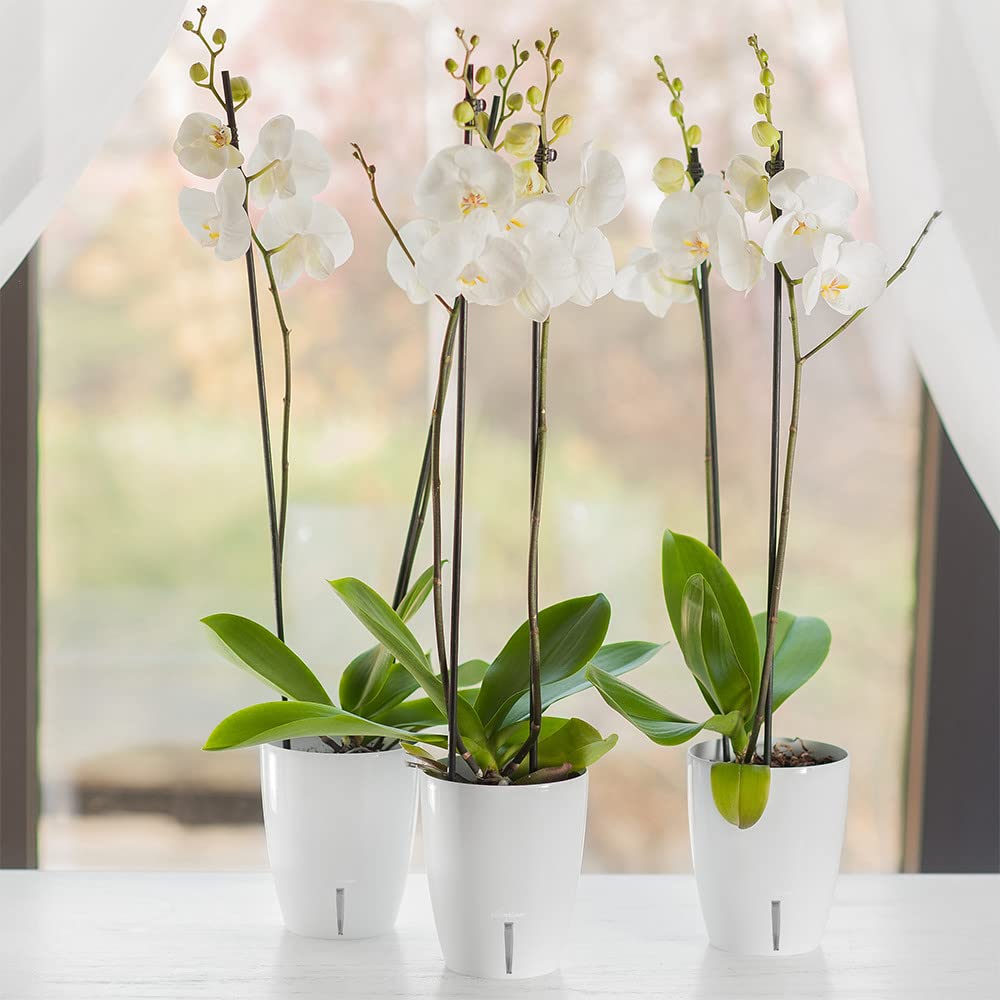 Santino set of 4 orchid pots D 12cm self-watering pot with wick system and water level indicator for indoor use - sand - 1.3L – Garden