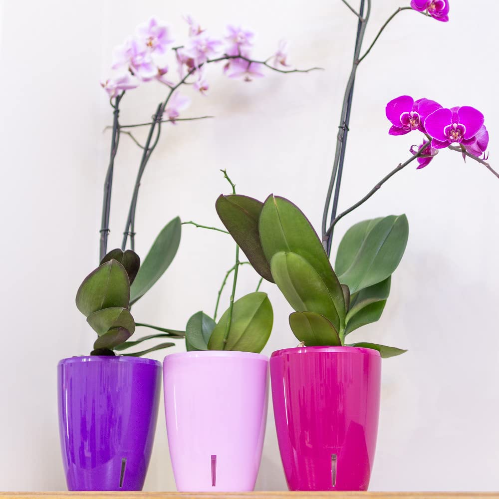 Santino set of 4 orchid pots D 12cm self-watering pot with wick system and water level indicator for indoor use - sand - 1.3L – Garden